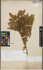 Foto von Salix purpurea L.